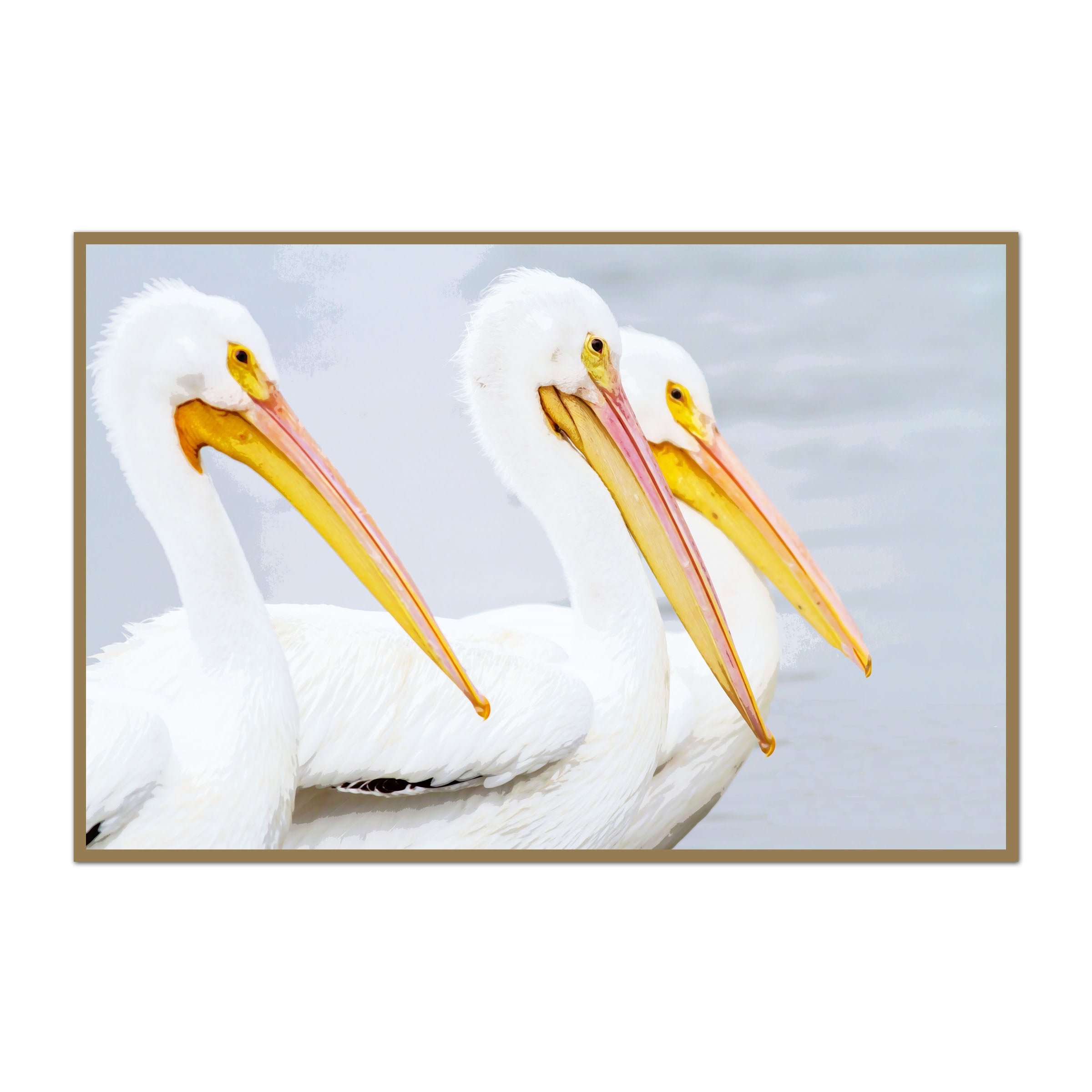 Pelican Brothers