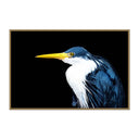 Blue Shorebird in the Night