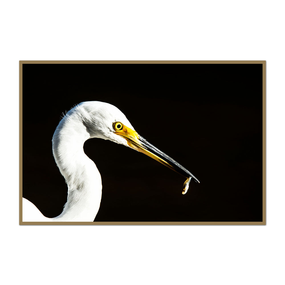 Great White Egret and His Minnow