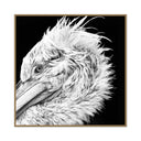 Pelican Nobility