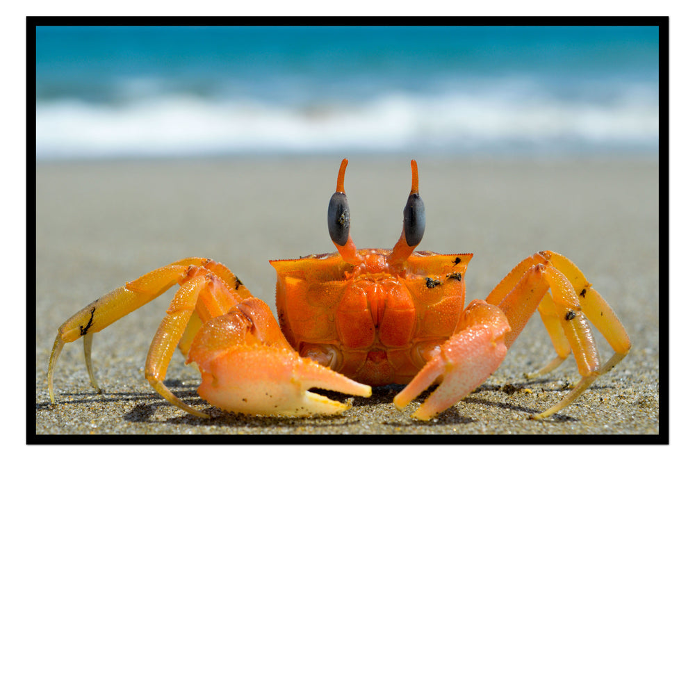 Master Crab