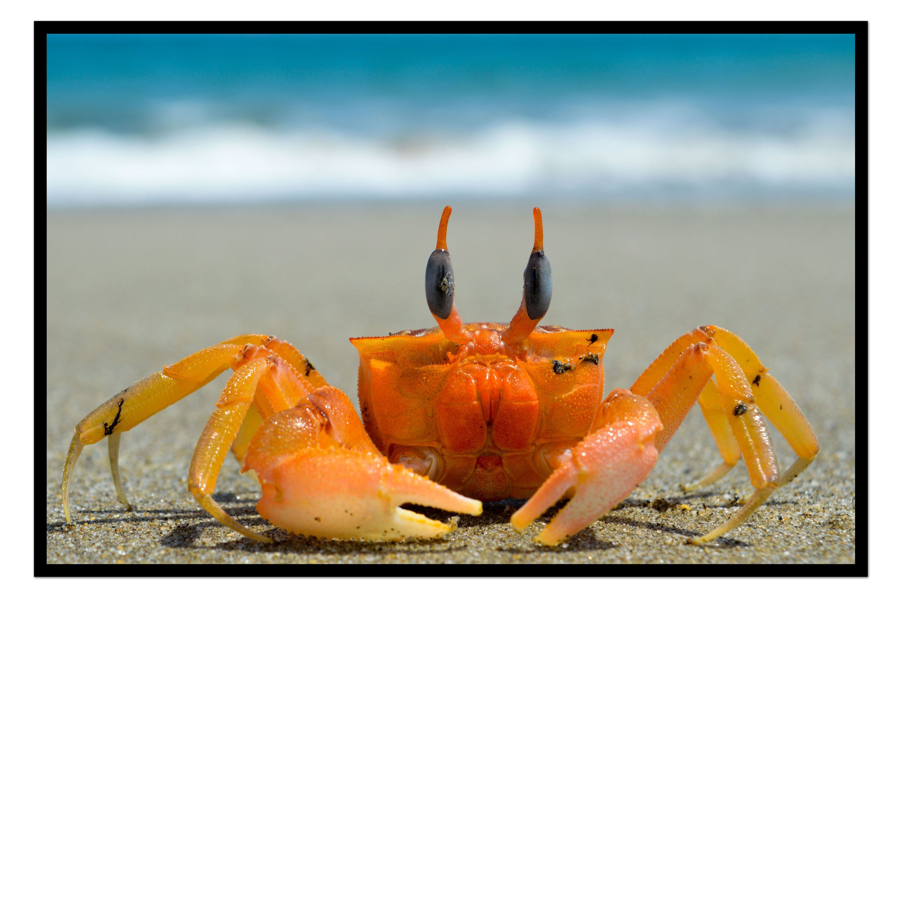 Master Crab