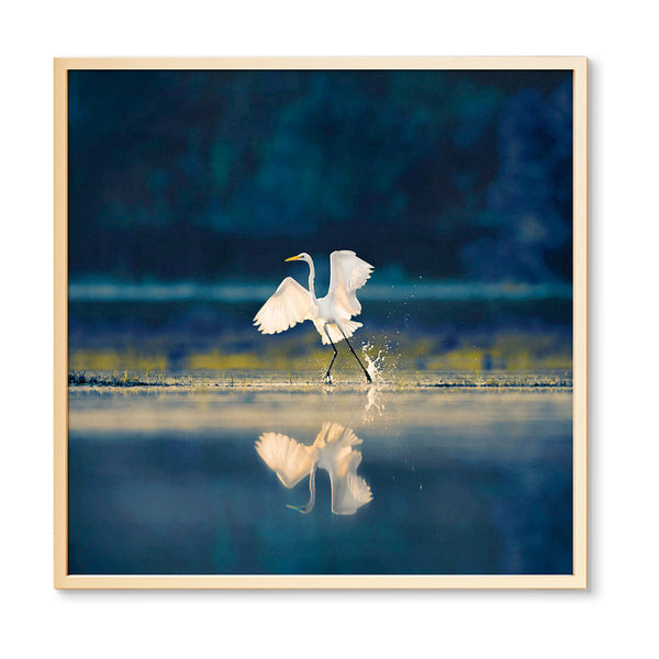 HeronWaterDance-Single-