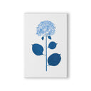 Live Hydrangea Single