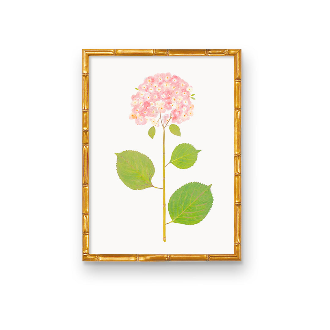 ファッション Live Real Hydrangea Art Prints | Multiple Sizes Available Clothing