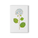 Live Hydrangea Single