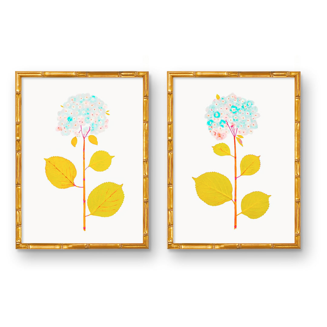 Hydrangea-Live-MCYellow-Pair-
