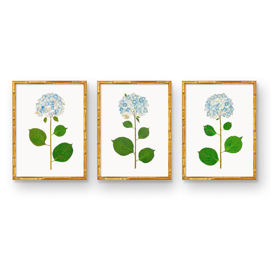 Natural Flower Hydrangea Art Prints | Hand Pressed | Original