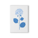 Live Hydrangea Single