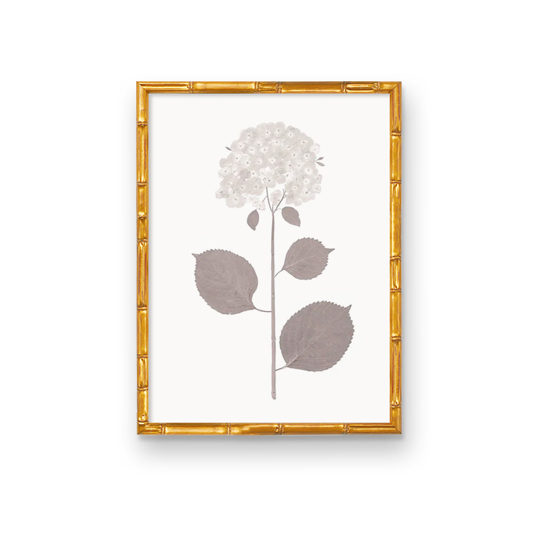 Live Real Hydrangea Art Prints | Multiple Sizes Available