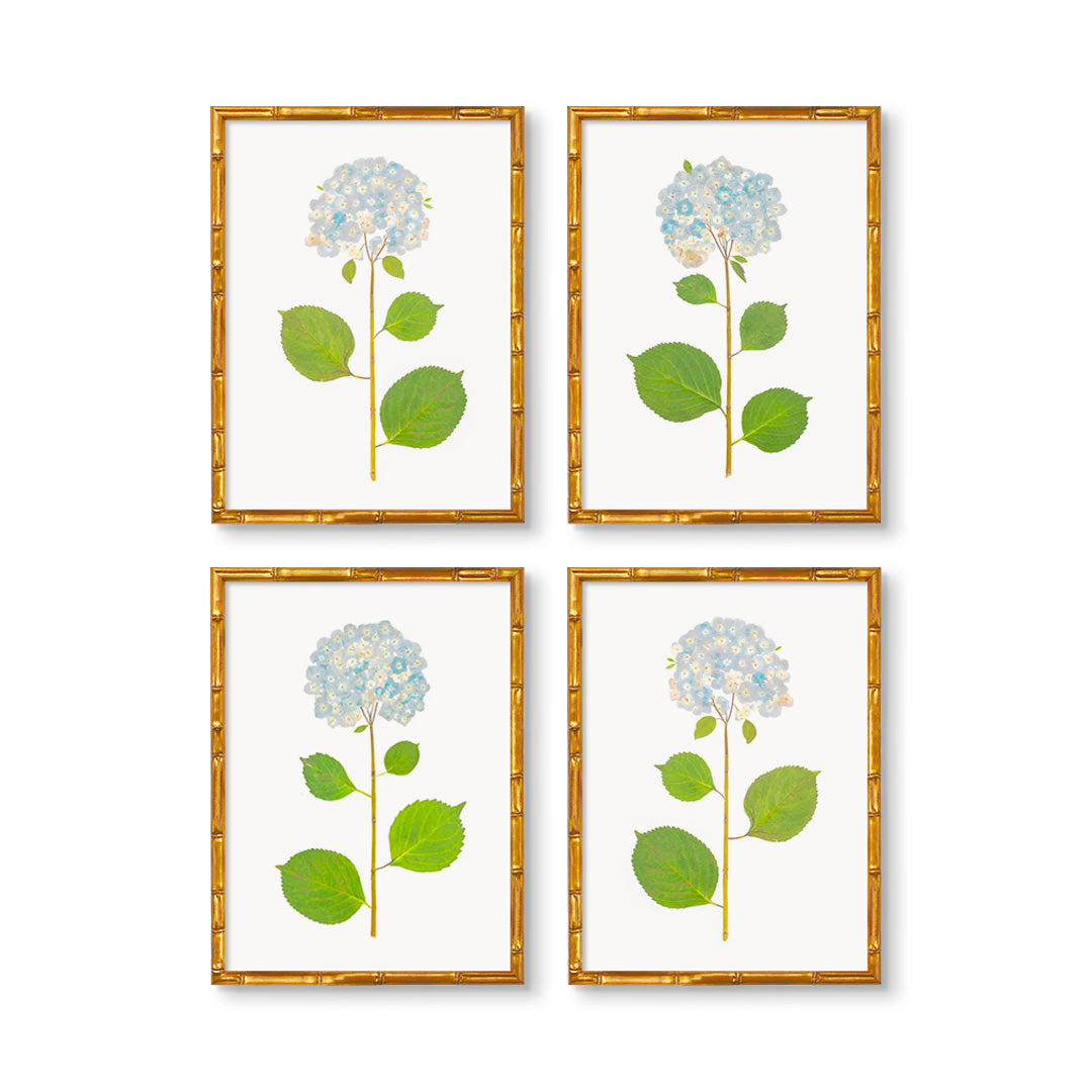 Natural Flower Hydrangea Art Prints Hand Pressed Original Urban   Hydrangea Live SpringGreen 4 BambooFramed 