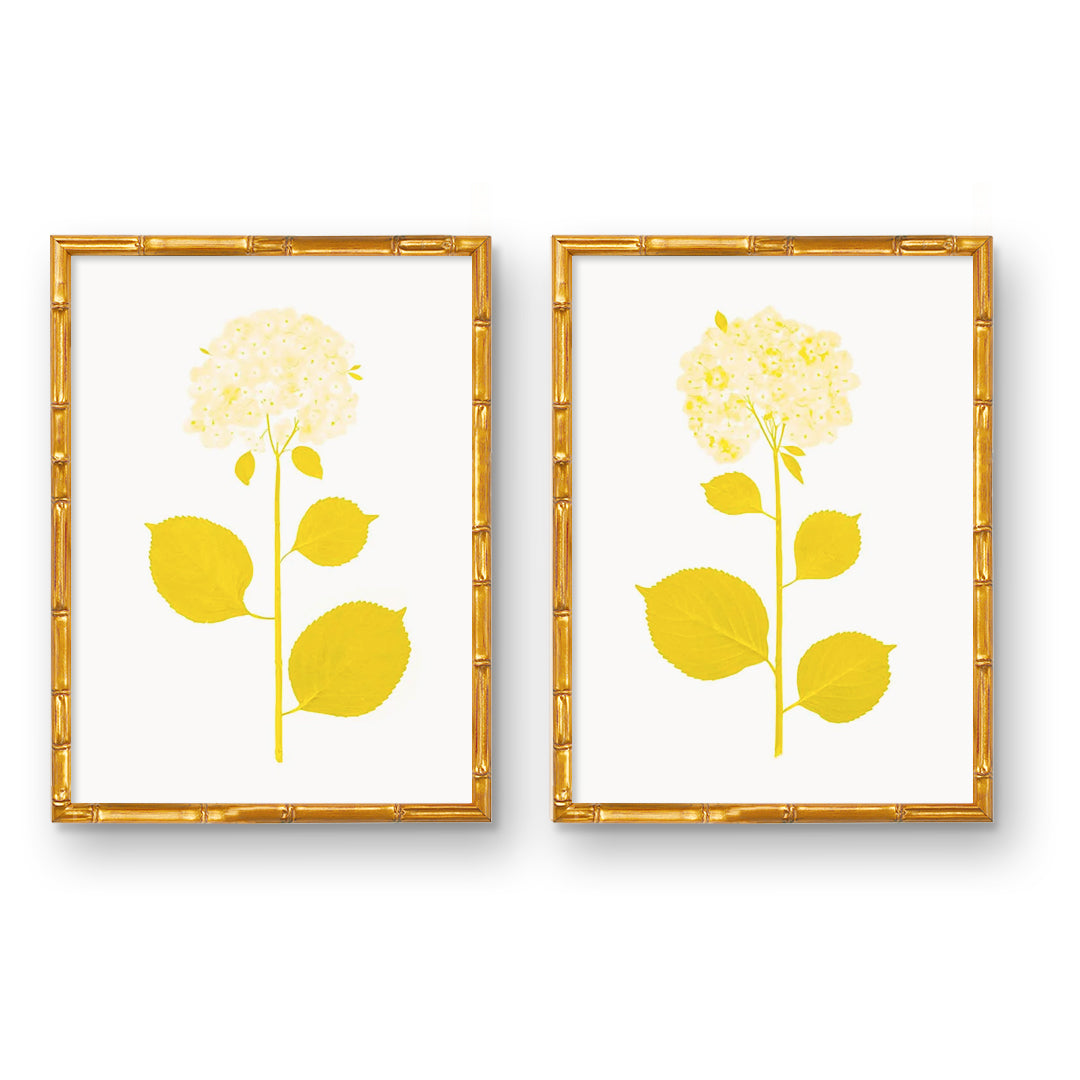 Hydrangea-Live-Yellow-Pair-