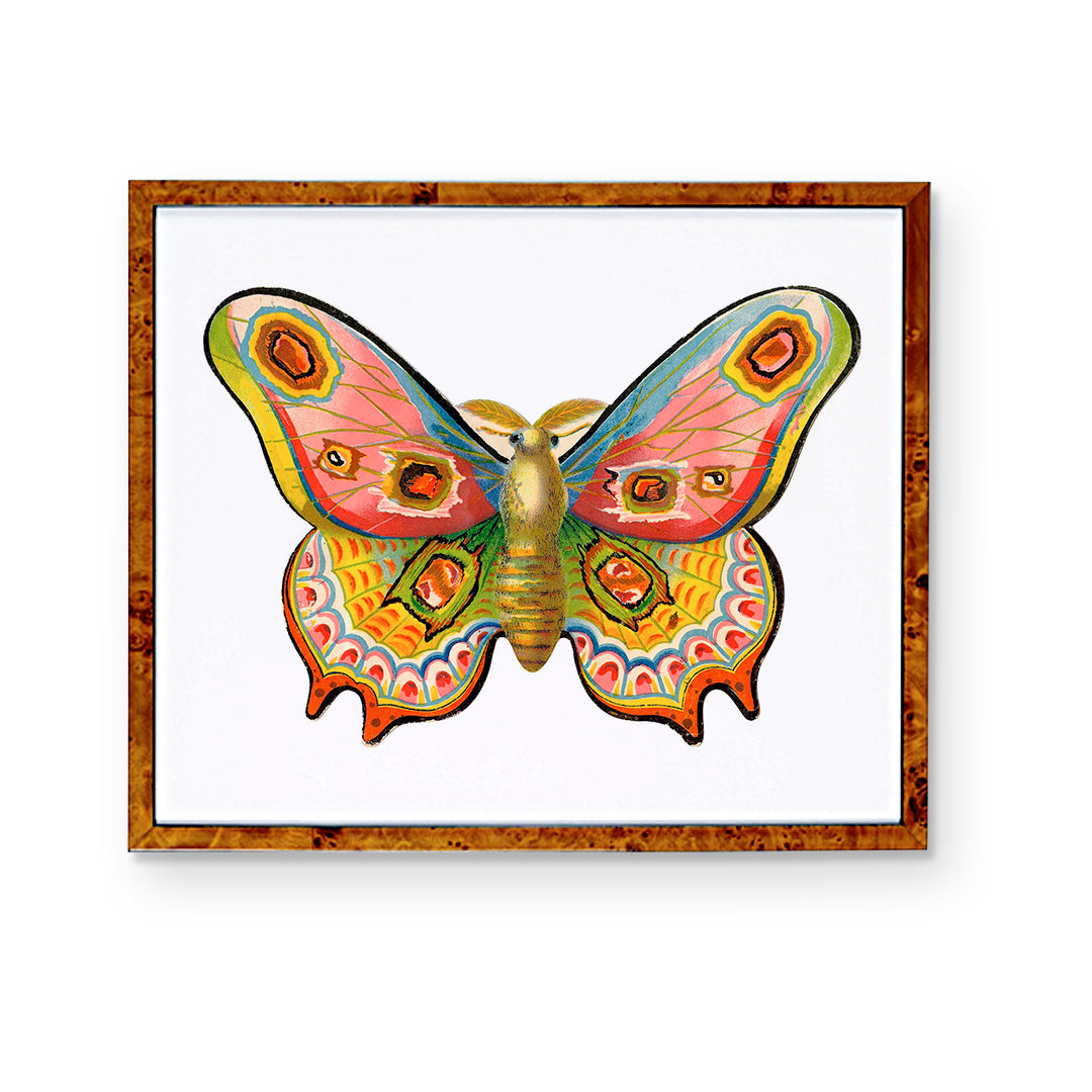 Multicolored Moth