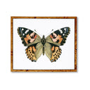 The Painted Lady Butterfly