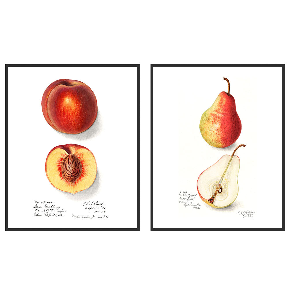 Vintage Peach & Pear Pair