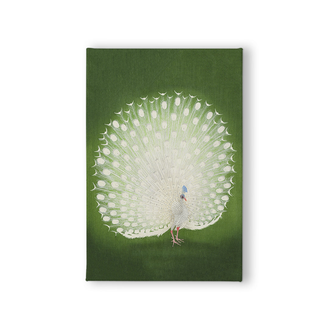 Peacock Fan