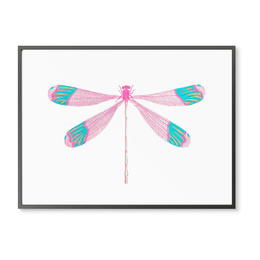 Teal Tipped Dragonfly