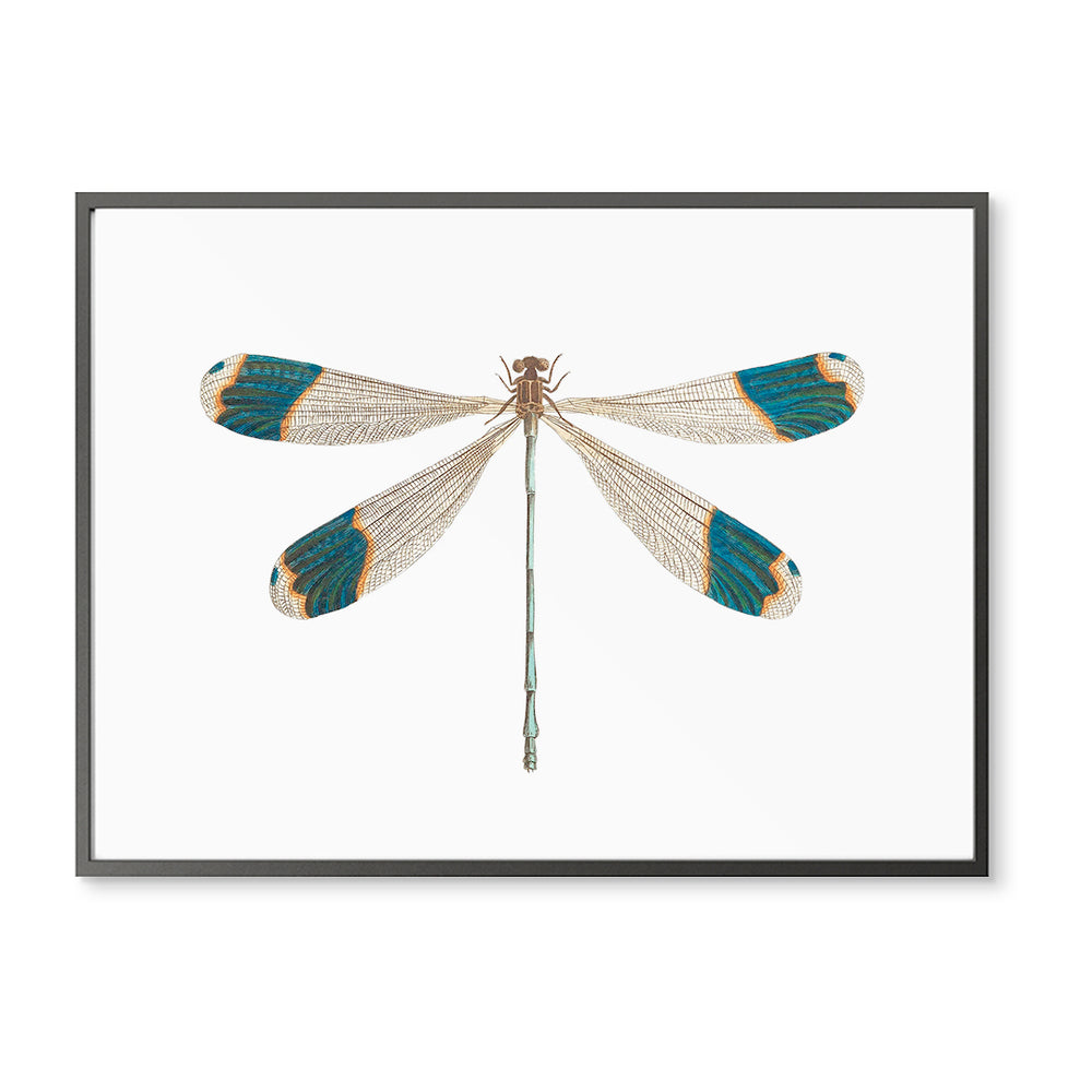 Teal Tipped Dragonfly