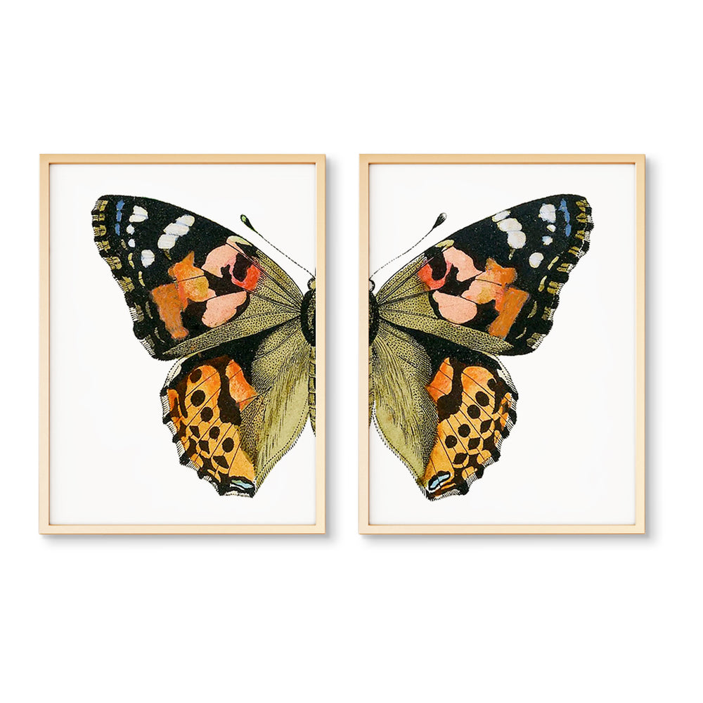 The Painted Lady Butterfly Split