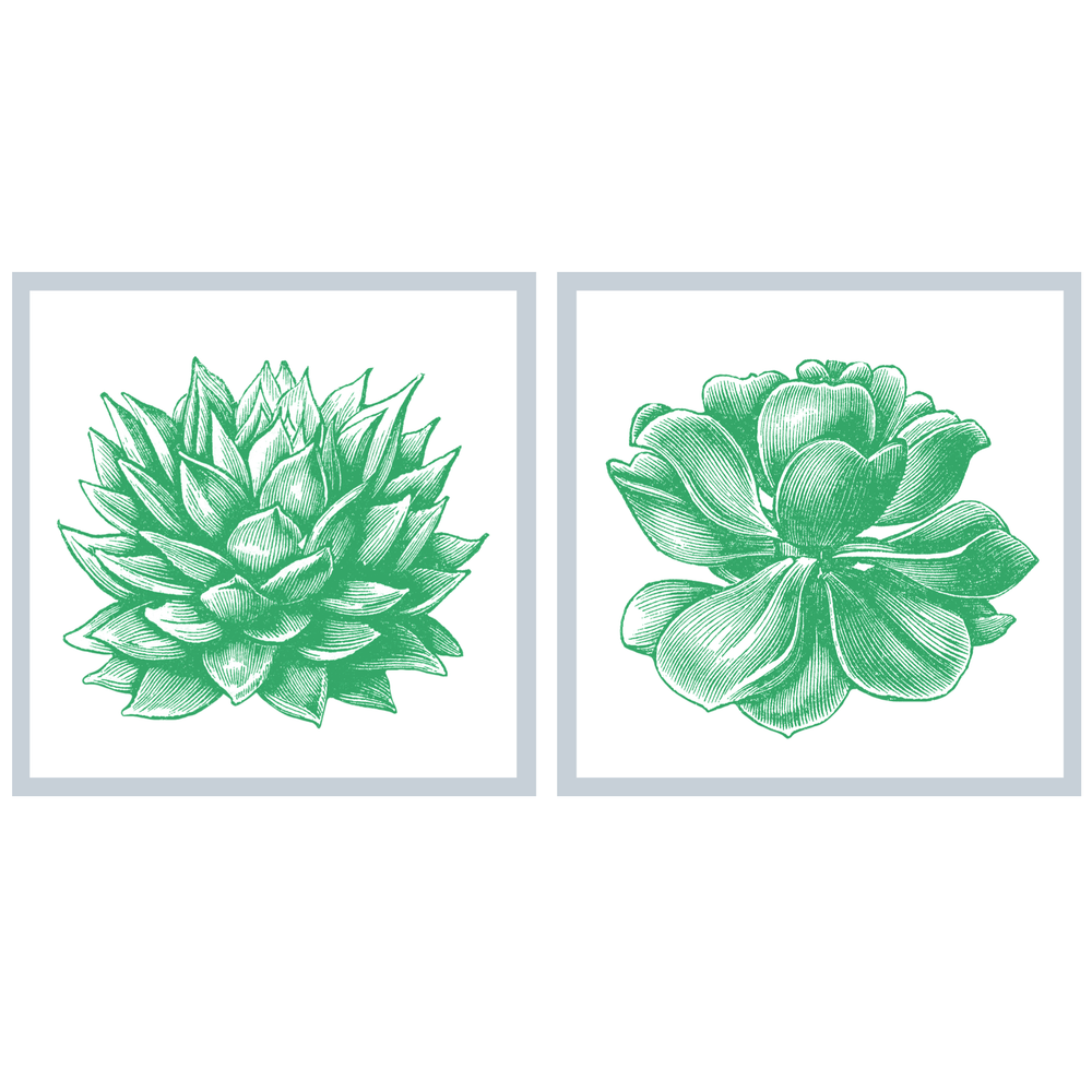 Succulent Illustration Pair