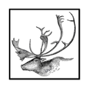 Caribou Profile Vintage Illustration