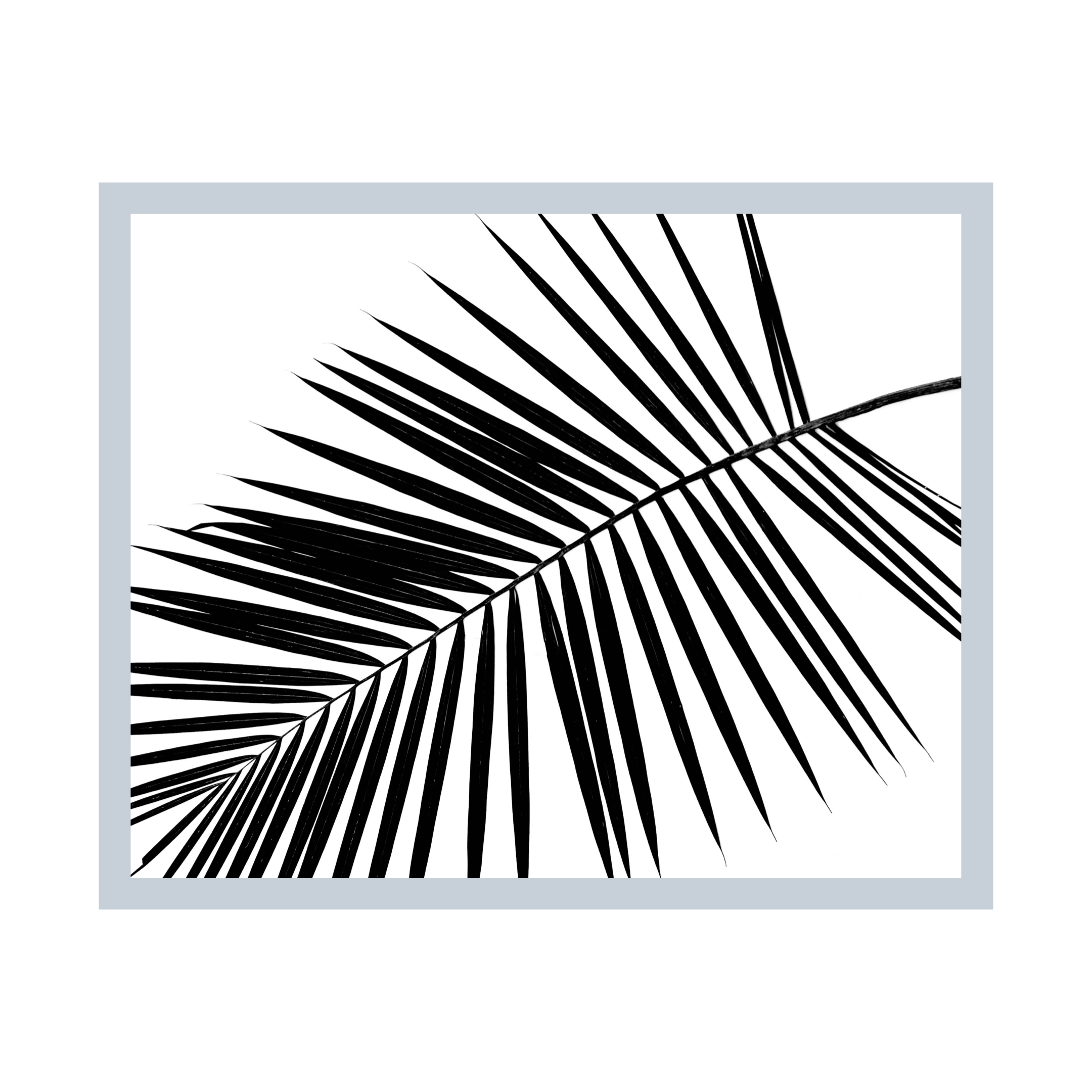 Diagonal Palm Frond