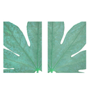 Fatsia Leaf Closeup Pair