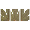 Fatsia Leaf Closeup Set of 3