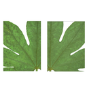 Fatsia Leaf Closeup Pair