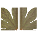 Fatsia Leaf Closeup Pair