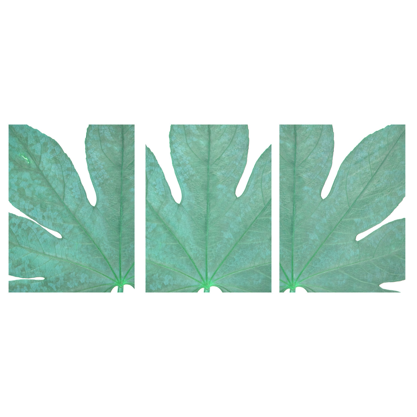 Original Pressed Leaf Prints | Closeup Botanical Wall Art Prints ...