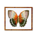 Vintage Earth Butterfly