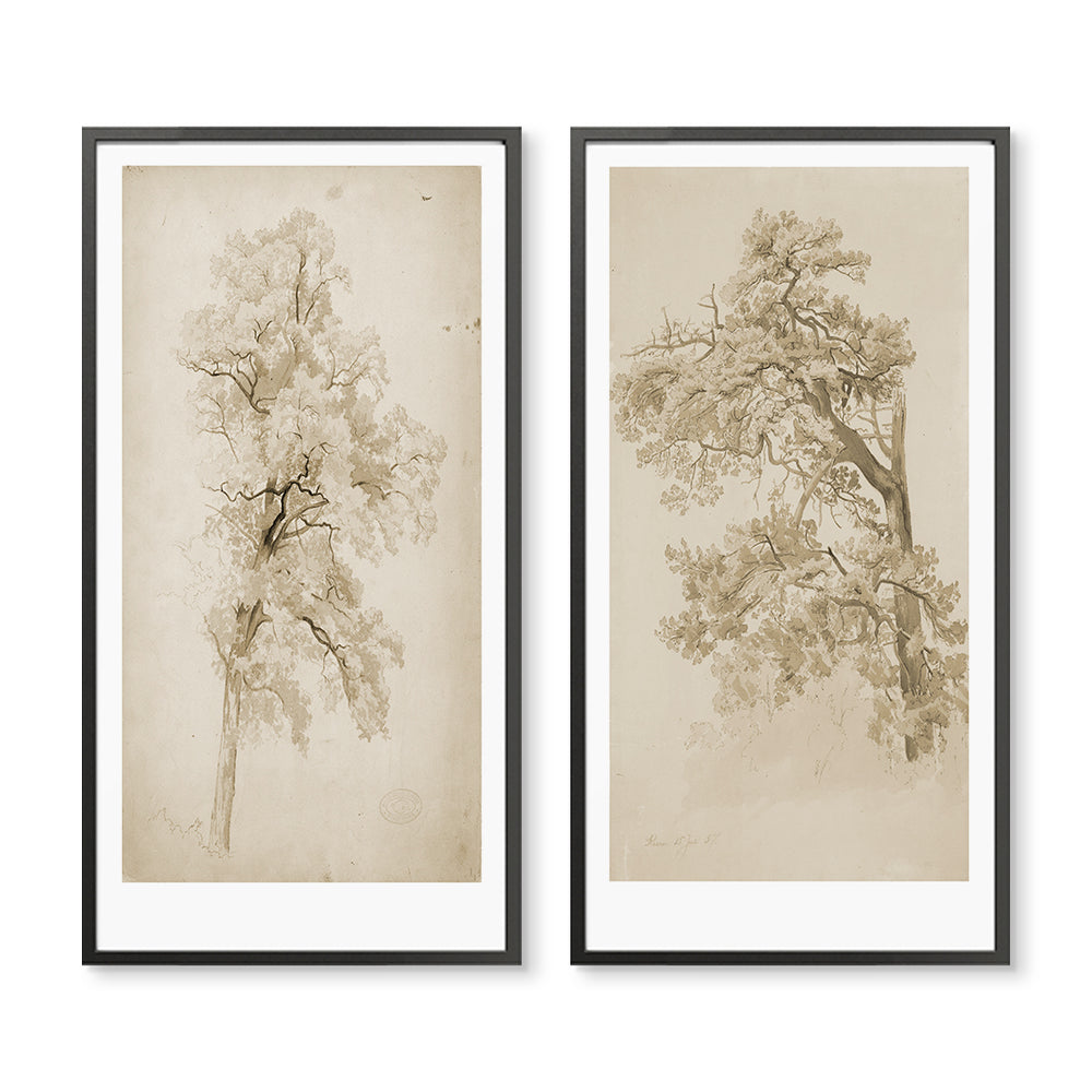 Vintage Tree Sketch Pair