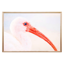 White Ibis